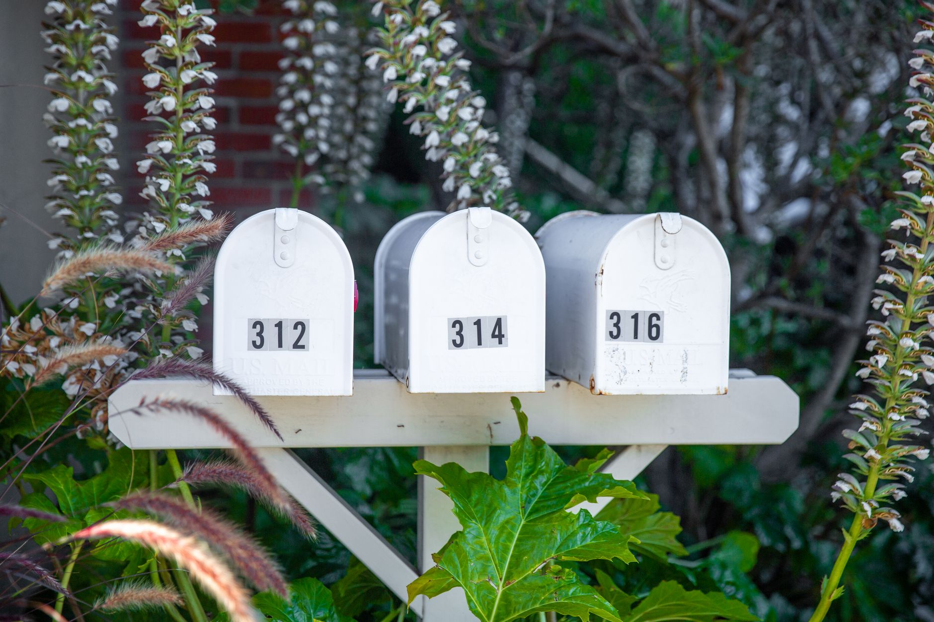 Close-up of a DL flyer being inserted into a residential letterbox, warm daylight, suburban setting