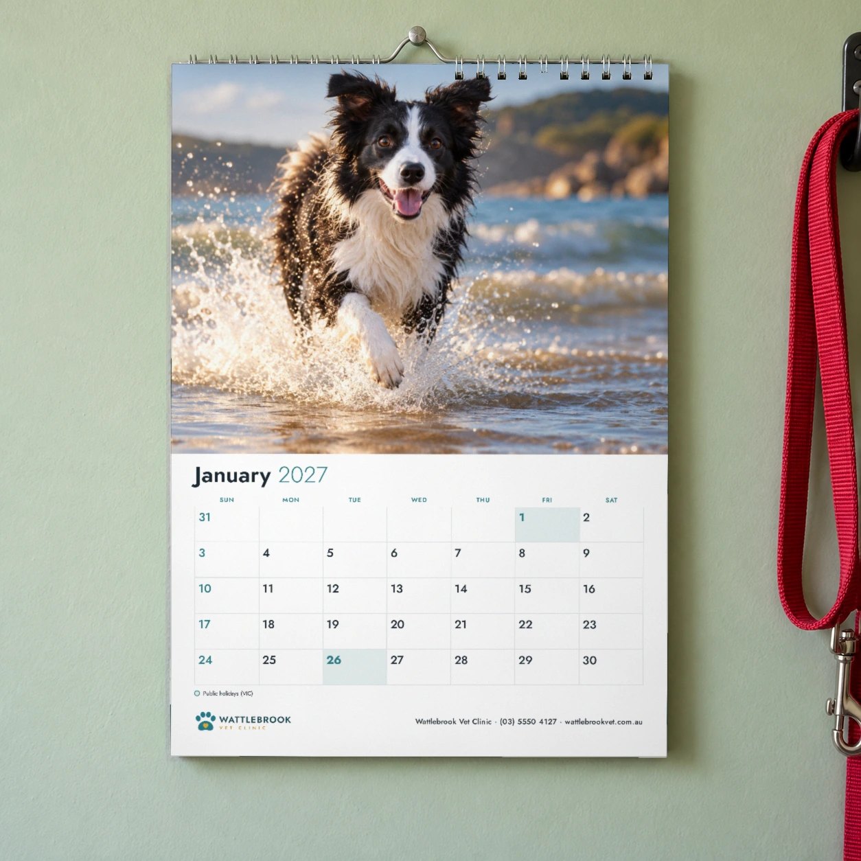 Full bleed 2027 wall calendar on sage green wall, red dog lead, black and white dog in shallow water above January grid